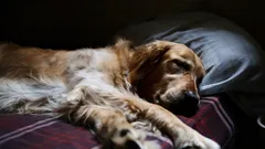 Cane solo a casa: un esperto cinofilo consiglia come aiutarlo a gestire la separazione