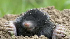 Come liberarsi dalle talpe senza trappole né sostanze chimiche: il metodo migliore