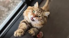 È impossibile esprimerlo a parole: il ruolo del contatto del gatto con l’uomo